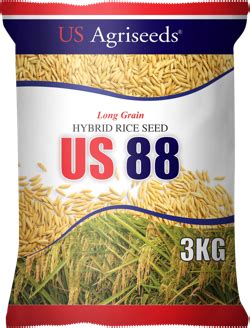 us 88 rice variety maturity|SeedWorks PH’s US 88 Dominates 2021 Rice.